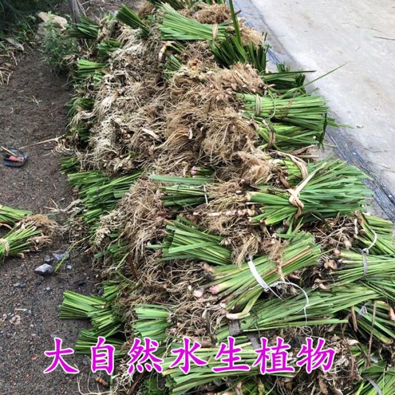 水菖蒲苗100颗起发包邮