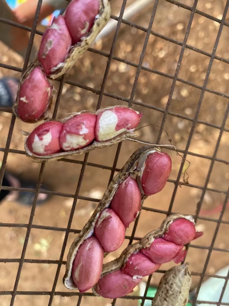 精品鲜花生广东花生大量上市量大从优欢迎咨询
