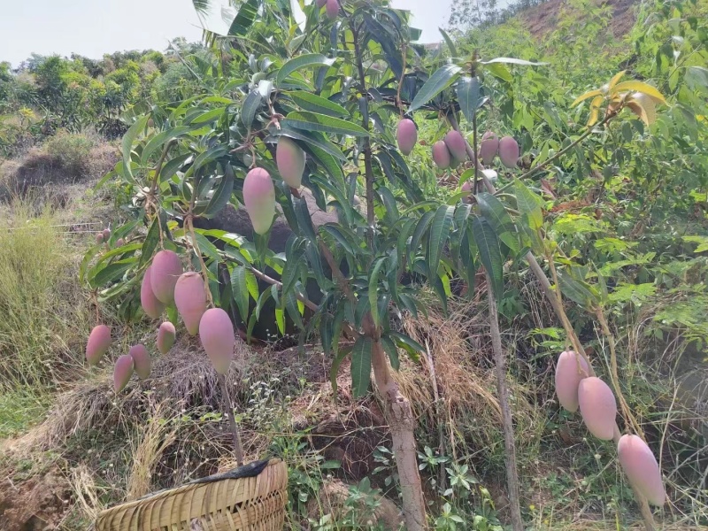 四川大凉山金沙江溿贵妃芒果