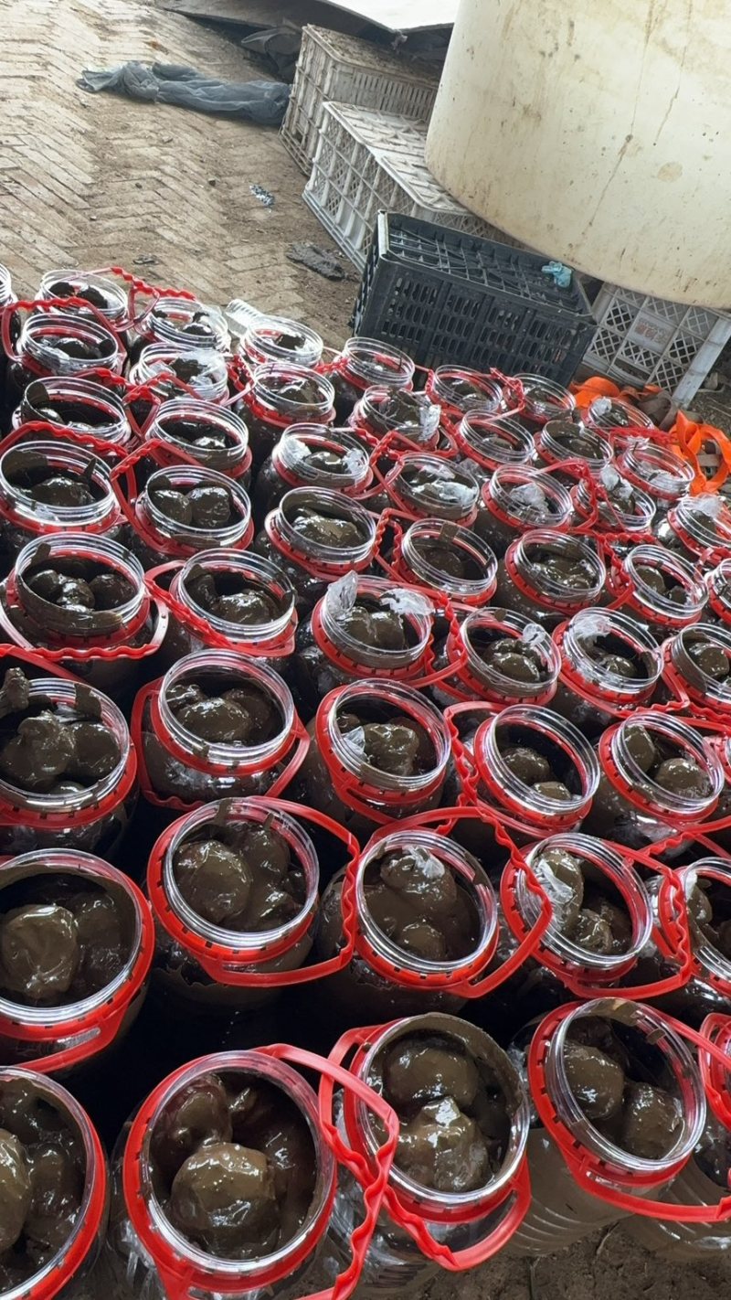 河北鸭蛋，新鲜带泥散黄腌蛋一手货源量大价优