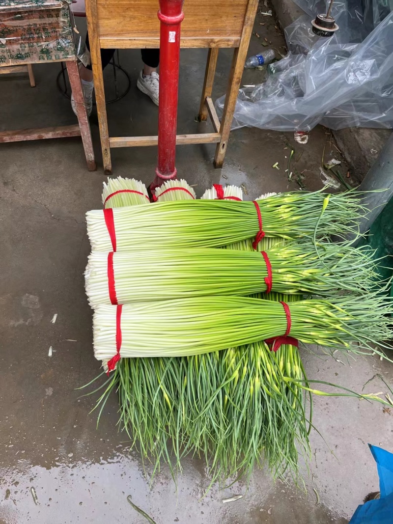 白帽蒜苔，红帽蒜薹大量供应！一手货源