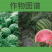 西瓜银粉座果肥西瓜免点花西瓜座果王提高座果代替蘸花药