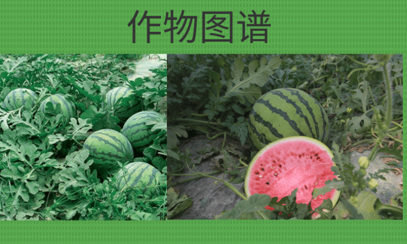 西瓜银粉座果肥西瓜免点花西瓜座果王提高座果代替蘸花药