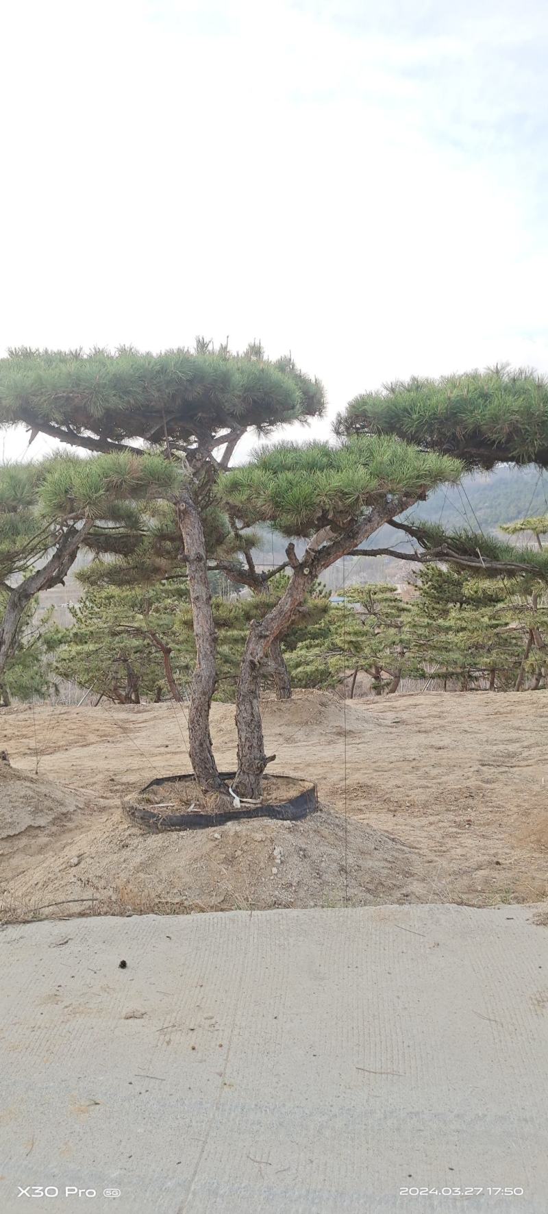 造型松