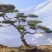 造型松