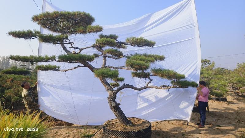 造型松