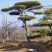 造型松