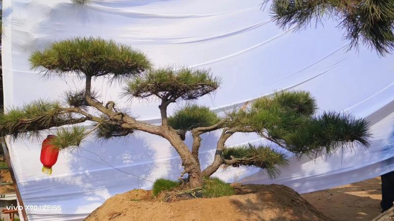 造型松
