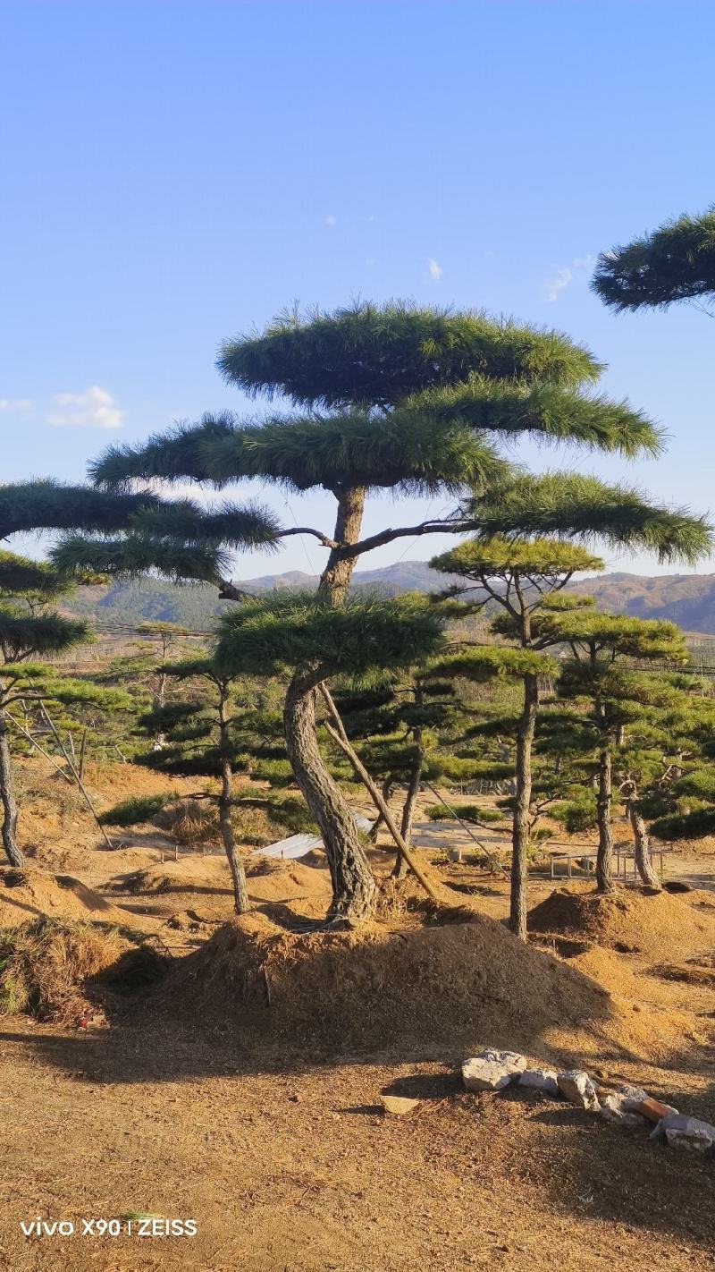 造型松