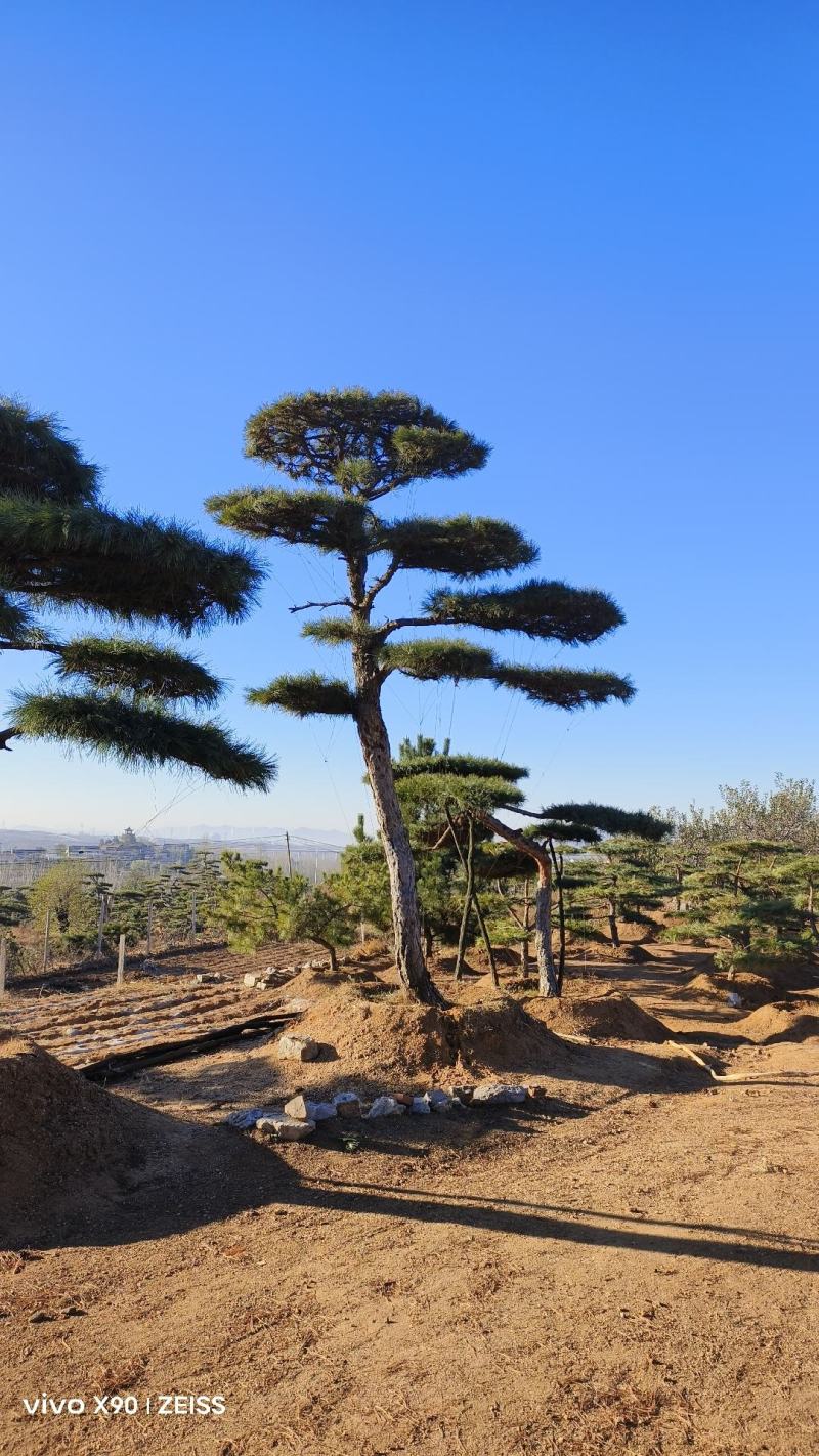 造型松