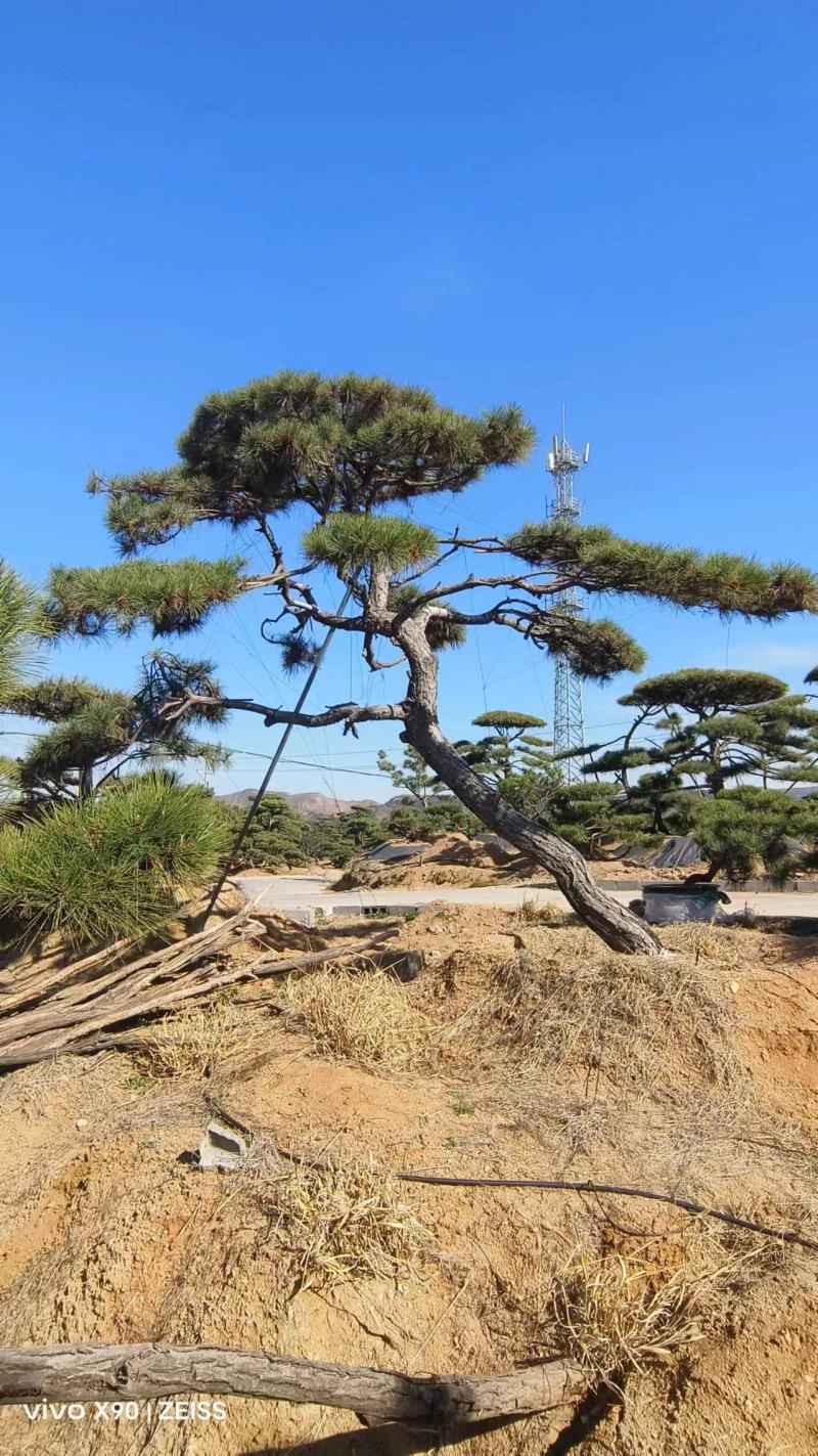 造型松