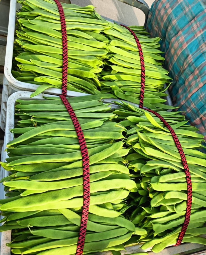 扁芸豆，优质货，电商货，货源充足，来就行