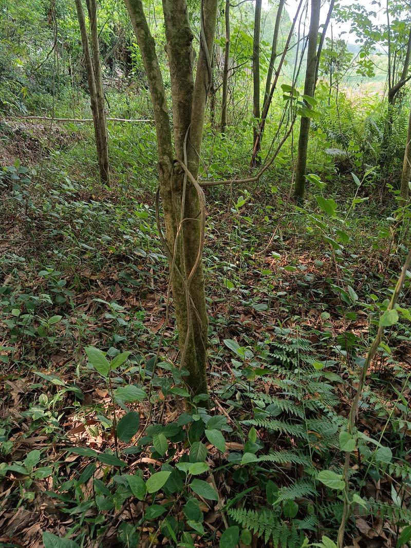 秋枫：自然生长8至12cm全冠3至4米高，20棵价格可议