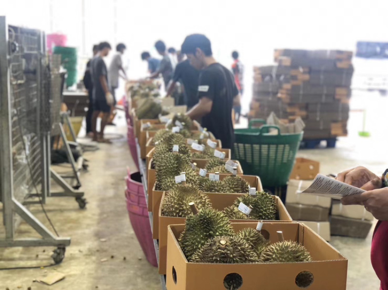 空运树熟榴莲工厂、液氮榴莲工厂、金枕和其它品种