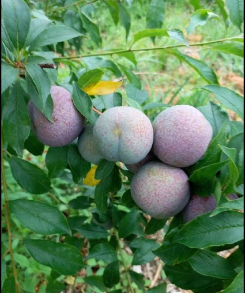 三华李