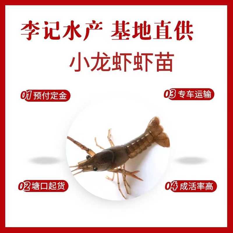 小青小龙虾