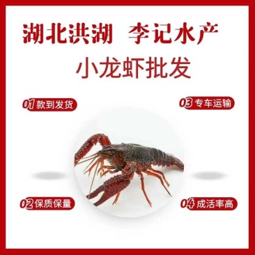 小青小龙虾