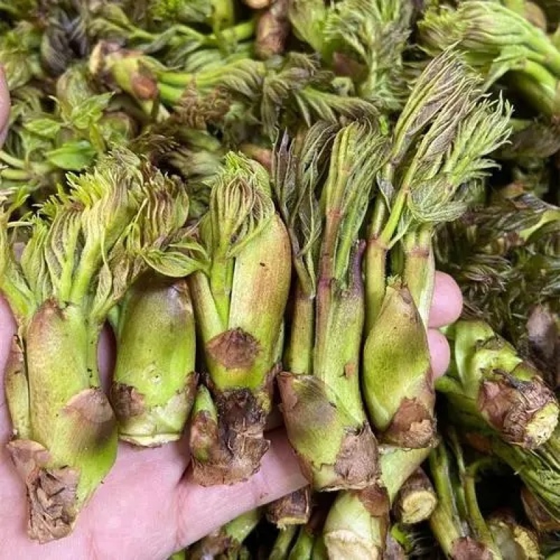 纯山野菜，刺嫩芽，一等菜
