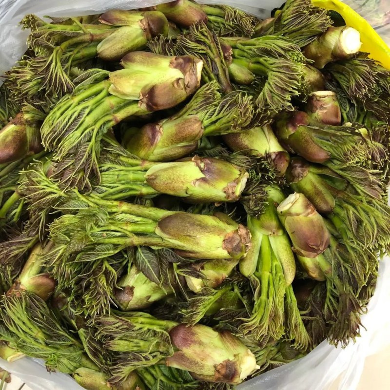纯山野菜，刺嫩芽，一等菜