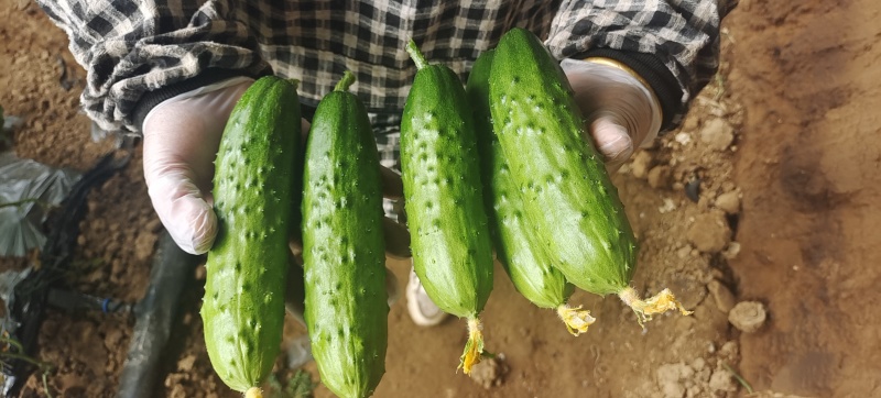 绿丰黄瓜