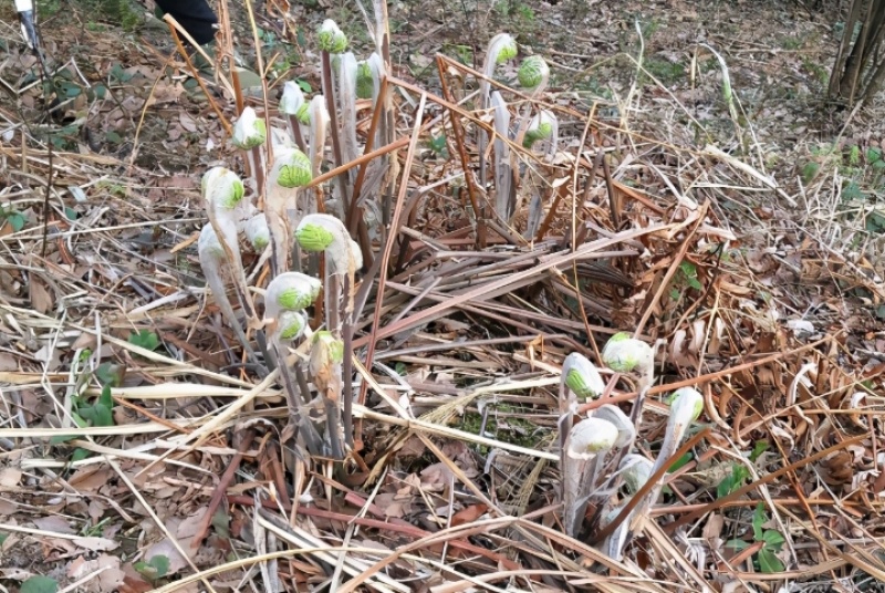 微菜，牛毛广