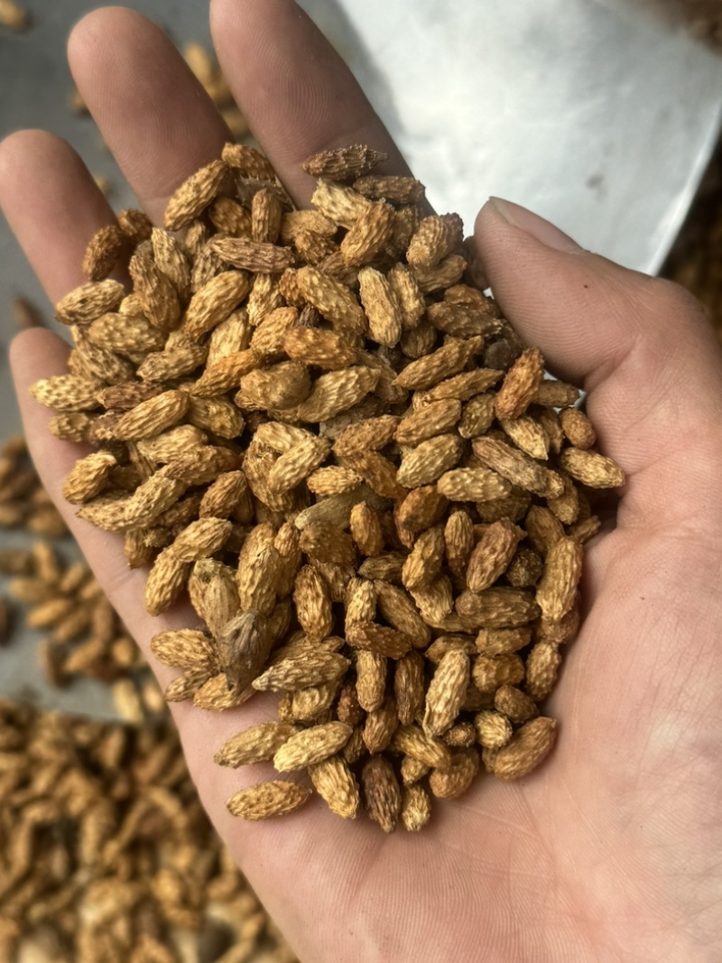 炒苍耳子无刺苍耳子发货前过筛保庆药业货不对板直接退
