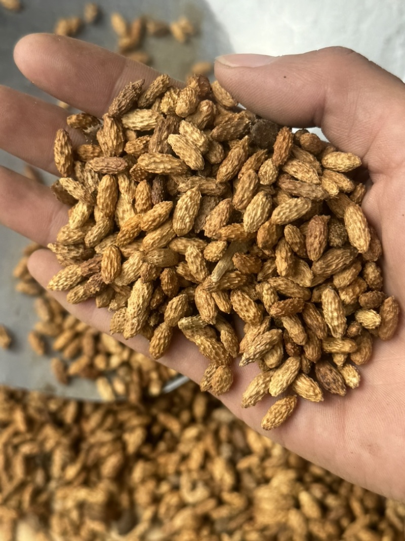炒苍耳子无刺苍耳子发货前过筛保庆药业货不对板直接退