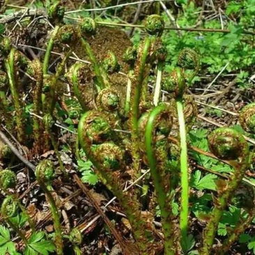 山野菜，猴腿