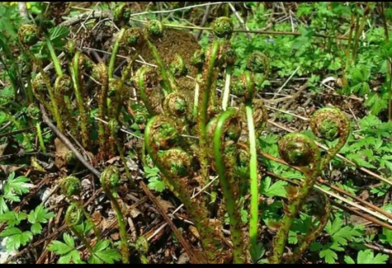 山野菜，猴腿