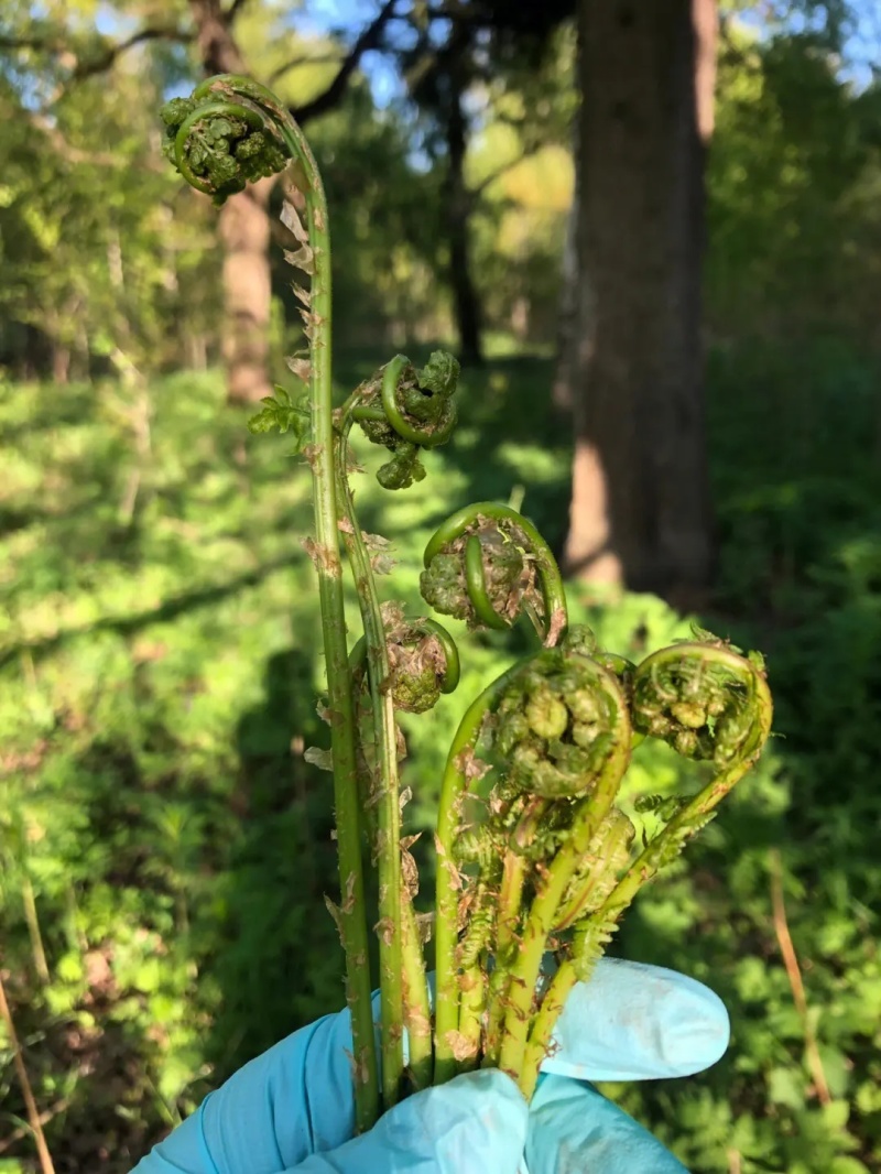 山野菜，猴腿
