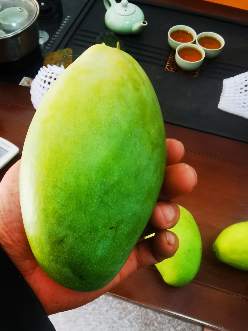 大青芒