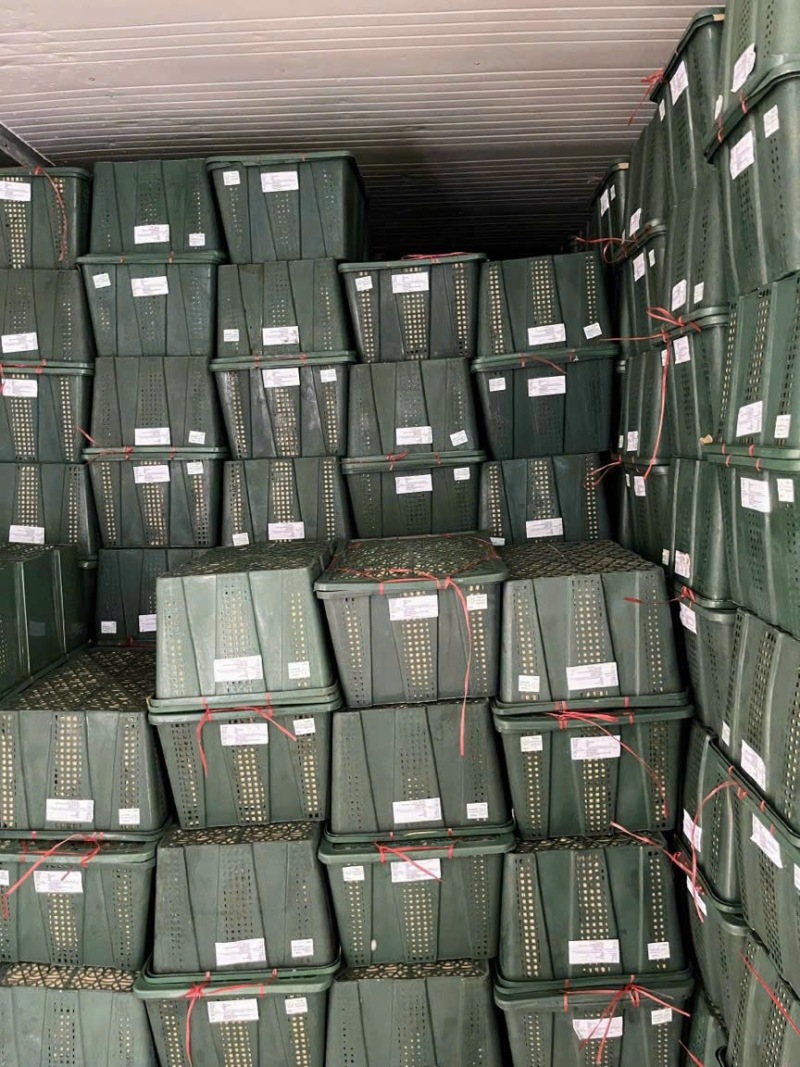 精品小米辣大量供应量大从优欢迎有需要的老板来电咨询