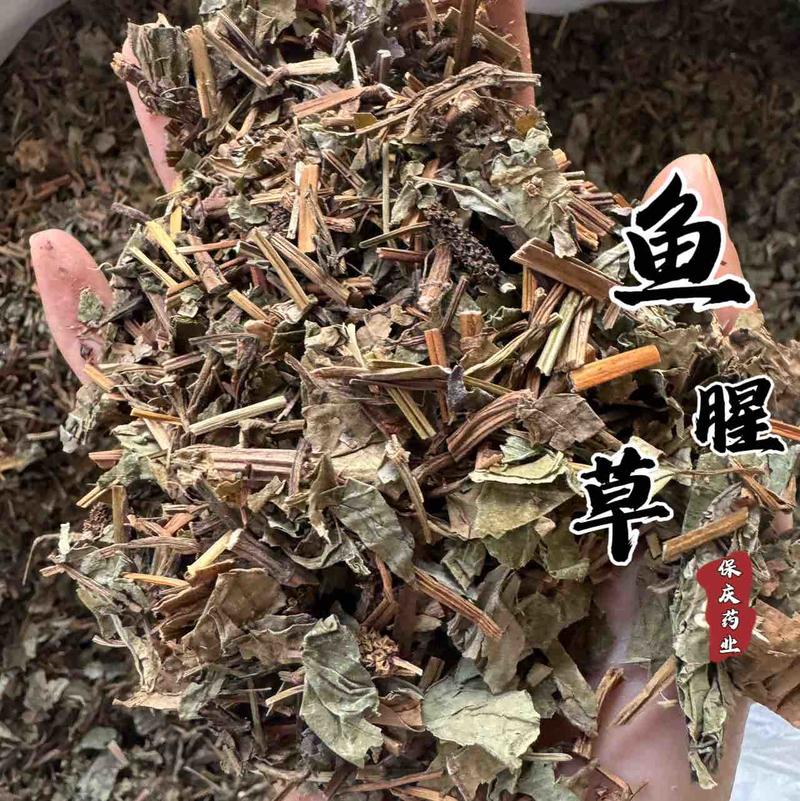 鱼腥草保庆药业批发鱼腥草实物拍摄！发货如图！