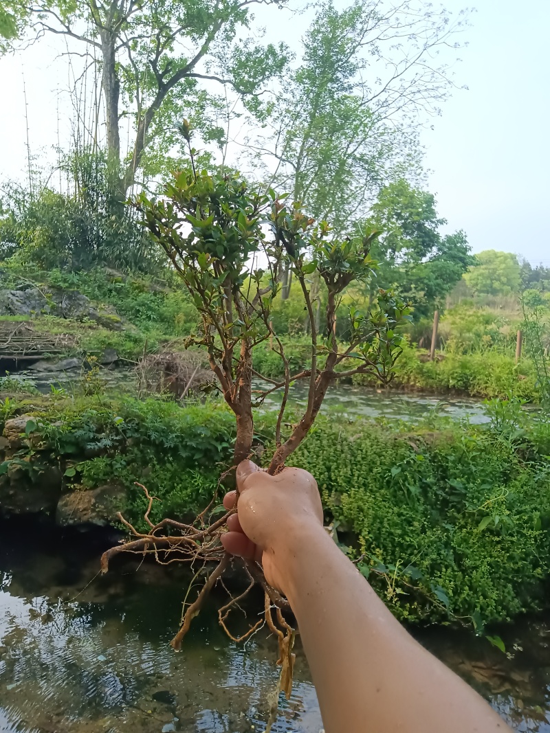 水杨梅批发