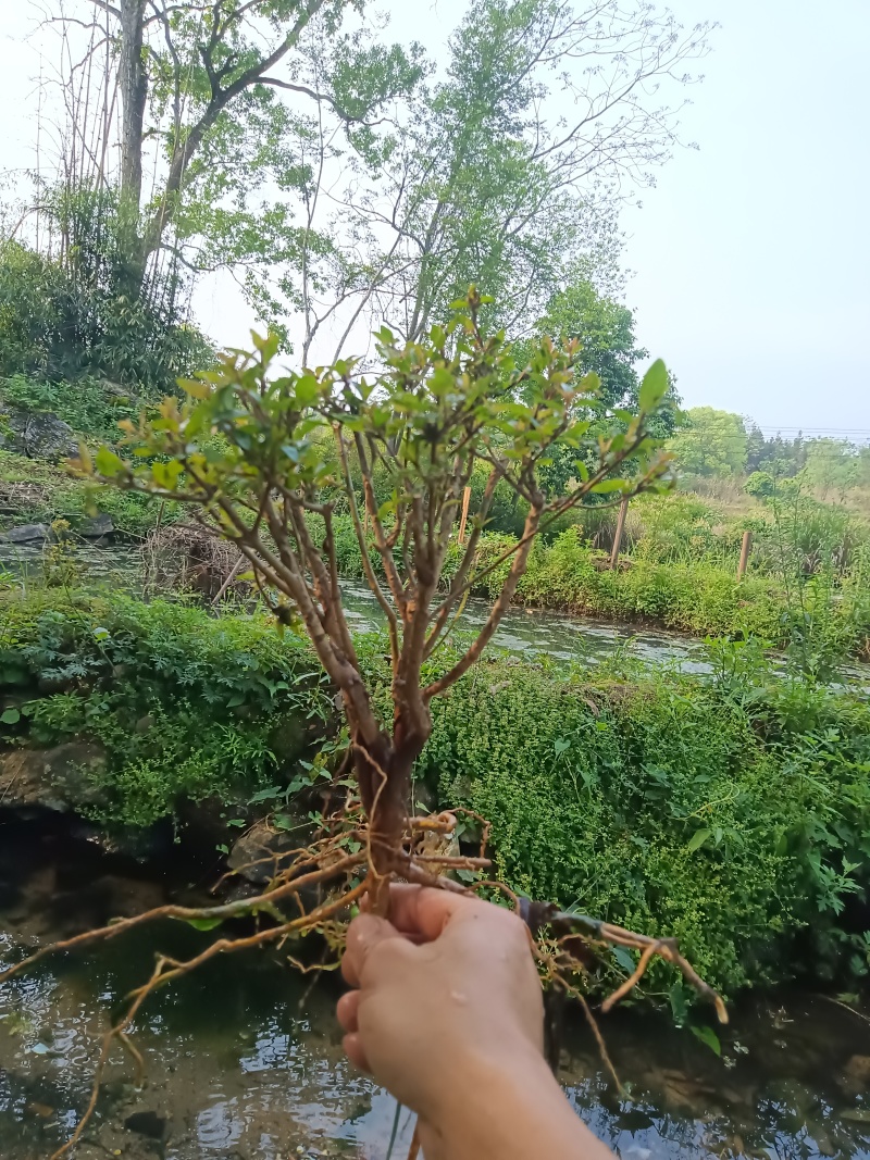 水杨梅批发