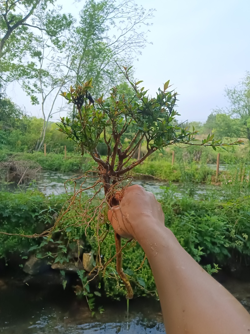 水杨梅批发
