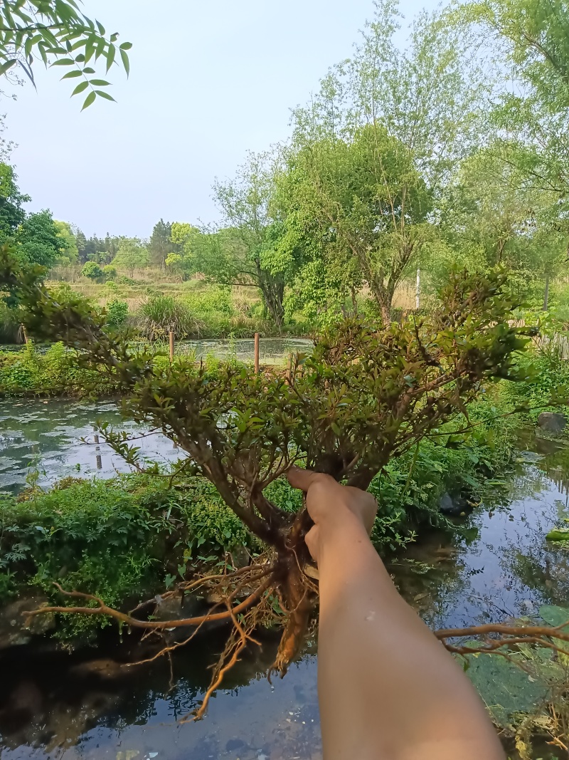 水杨梅批发