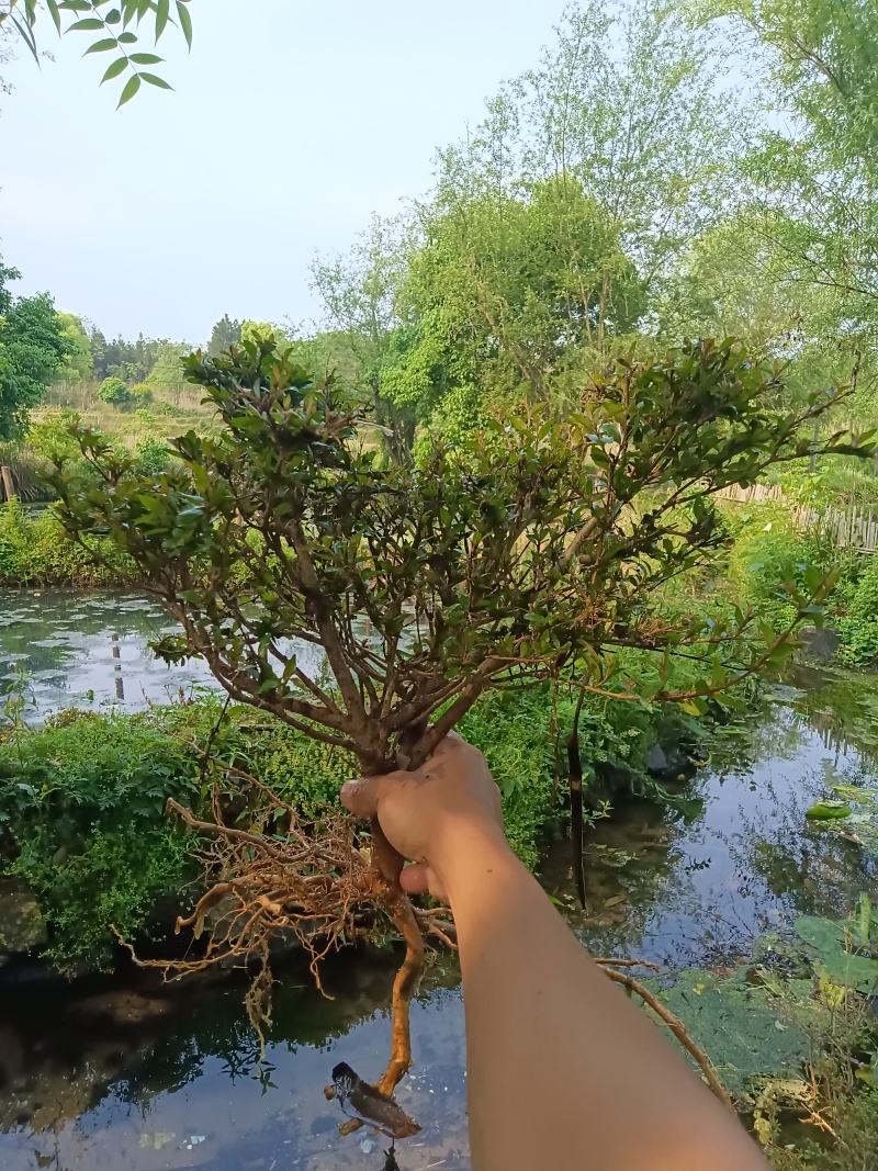 水杨梅批发