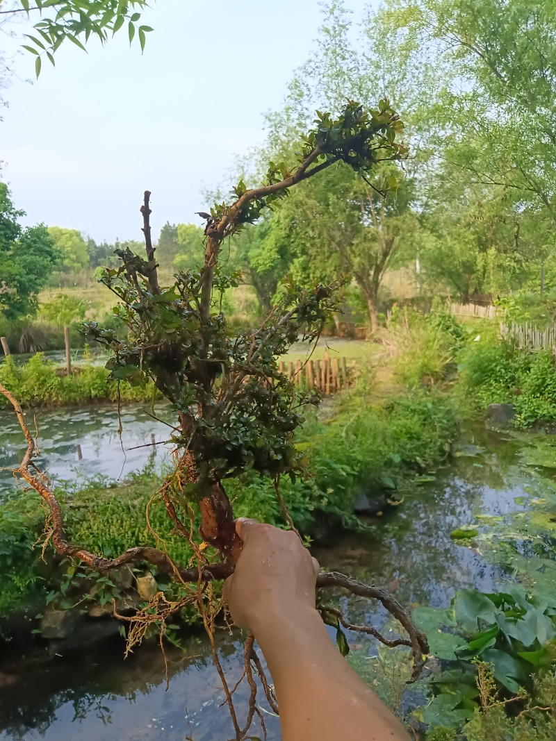 水杨梅批发
