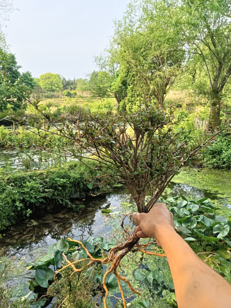 水杨梅批发