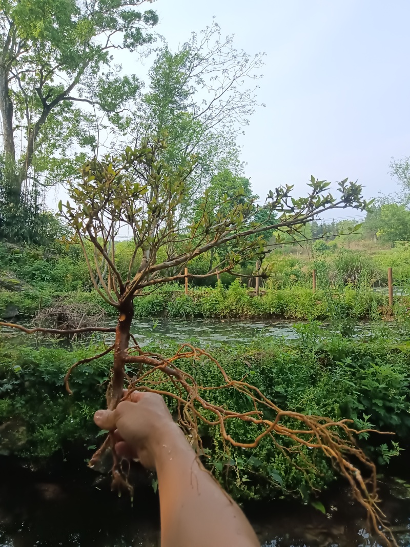 水杨梅批发