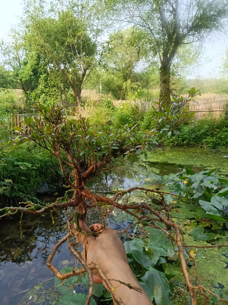 水杨梅批发