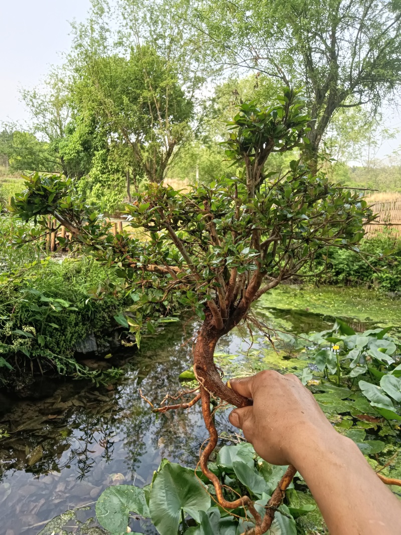 水杨梅批发