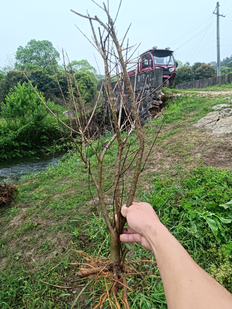 水杨梅现在的货已经有叶子