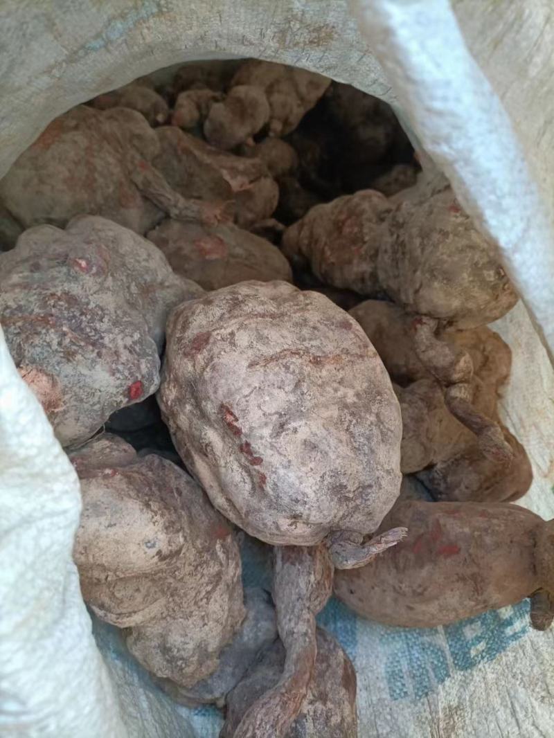 何首乌，新鲜货包邮，20斤起批包邮