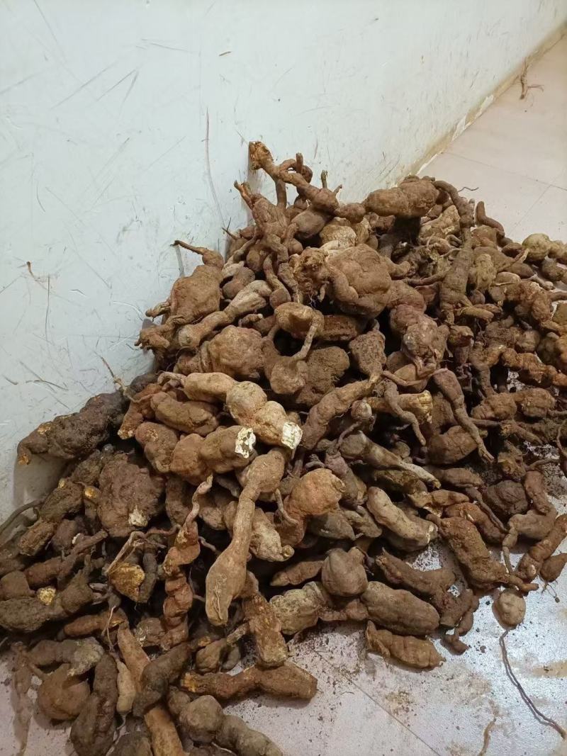 何首乌，新鲜货包邮，20斤起批包邮
