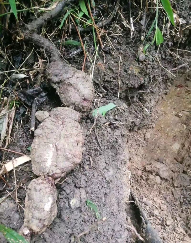 何首乌，新鲜货包邮，20斤起批包邮