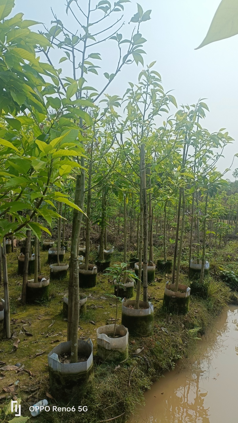 白玉兰