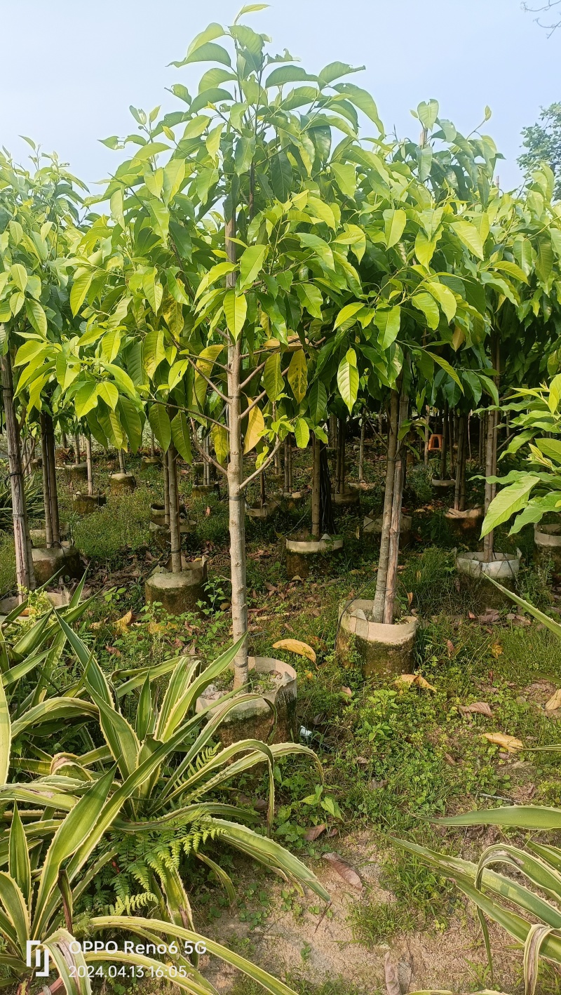 白玉兰