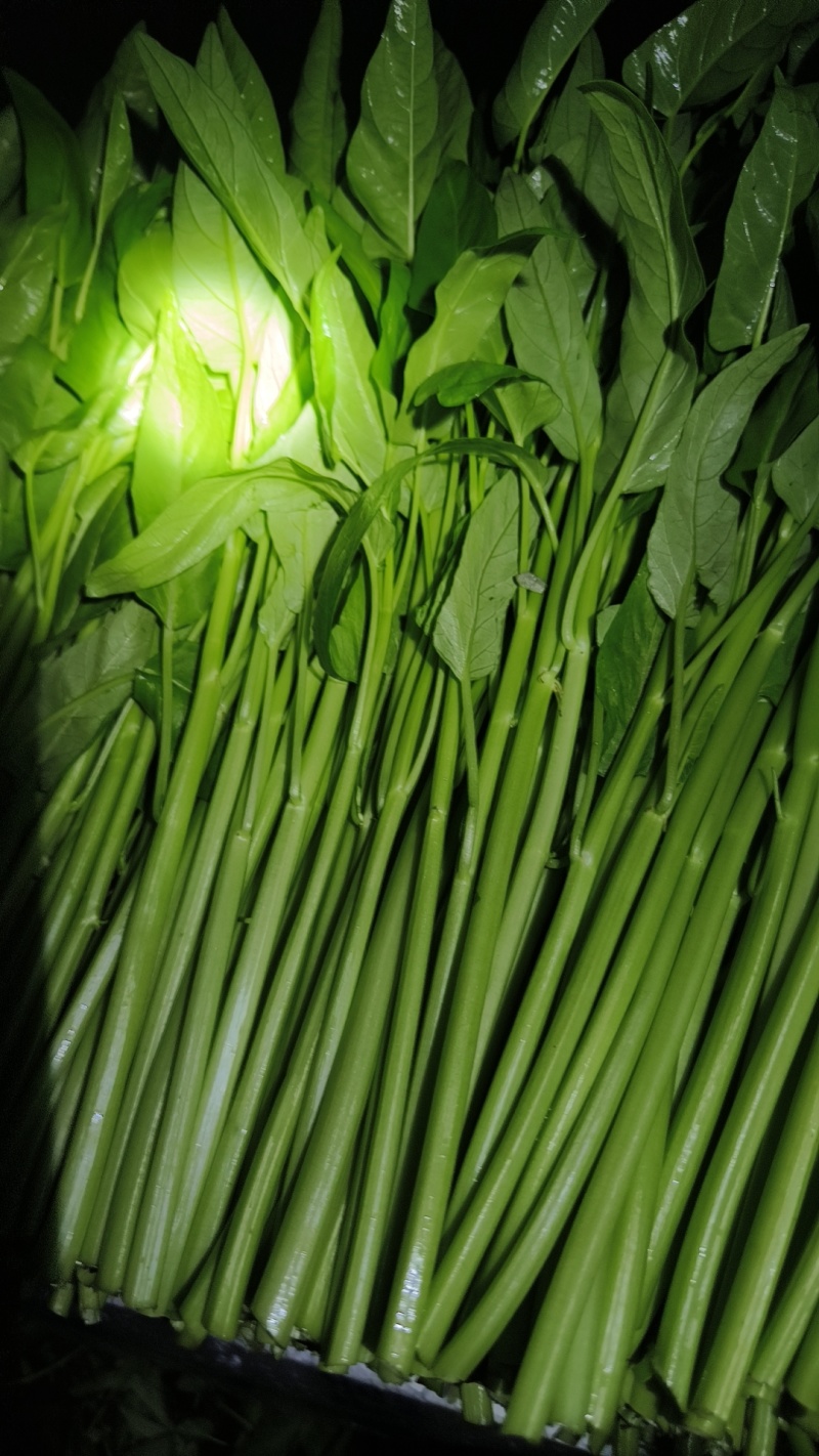 精品泡沫箱空心菜